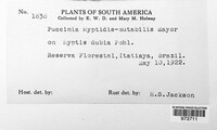 Puccinia hyptidis-mutabilis image